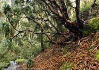 Mountain Neinei (Dracophyllum traversii) above Marks Flat, Hooker - Landsborough Wilderness Area, Southern Alps, New Zealand.